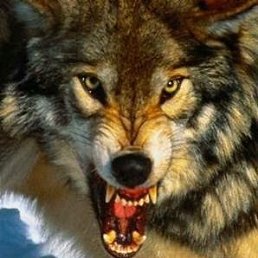 Здолдо, Москва