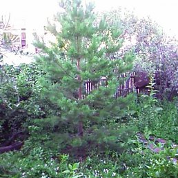 Бублик, Киев