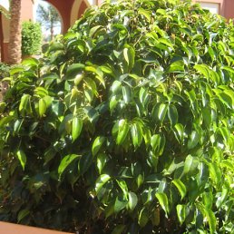 Даша, Москва