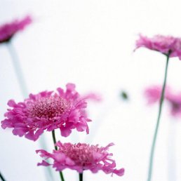 Манечка, Санкт-Петербург