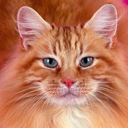 Игорь, Москва