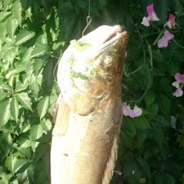 Вадик, Санкт-Петербург