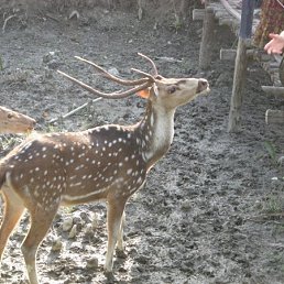 Малой0512, Санкт-Петербург