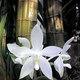 Томка, Киев