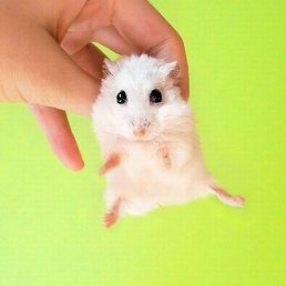 Ната, Балтийск