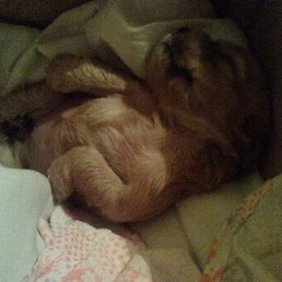 Аркадий, Москва