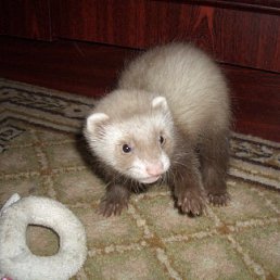 Оксана, Москва